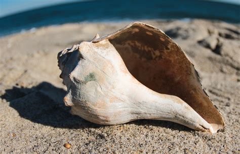 Knobbed Whelks: More than Just the State Shell of New Jersey — Save Coastal Wildlife