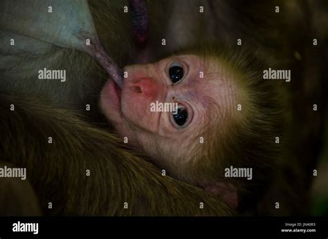 Baby monkey ,Assam macaque Stock Photo - Alamy