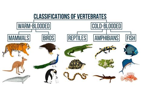 Classification of vertebrates animals scheme