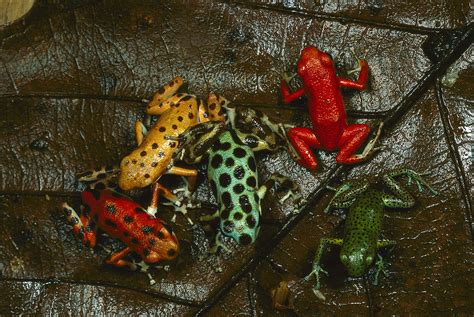 Strawberry Poison Dart Frog Colors Photograph by Mark Moffett - Fine Art America