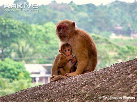 Assam macaque - Alchetron, The Free Social Encyclopedia