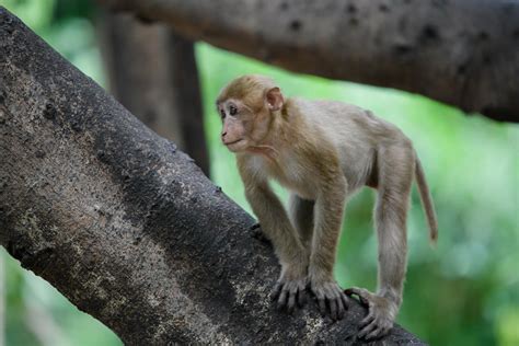 Assam macaque (Macaca assamensis)