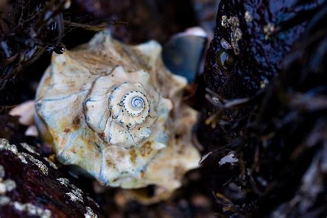 Knobbed Whelk (MatBio: MOLLUSKS - Matanzas Biodiversity) · iNaturalist