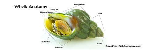 Whelk Anatomy | Dana Point Fish Company