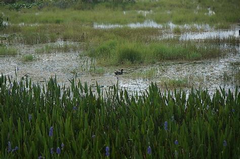 Mississippi River Delta - WorldAtlas