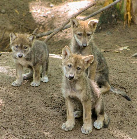 2 Mexican Gray Wolf Pups, a Highly Endangered Species, Die of EEE Virus at Michigan Zoo