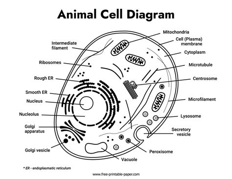 Animal Cell Diagram Free Printable