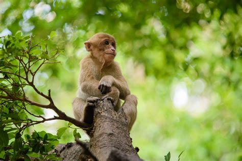 Assam macaque (Macaca assamensis)