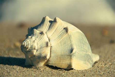 Knobbed Whelks: More than Just the State Shell of New Jersey — Save Coastal Wildlife