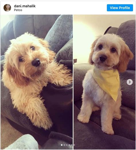 The Best Cavapoo Haircuts (Lots of Pics!) & Grooming Tips! | Cavapoo puppies, Puppy grooming ...