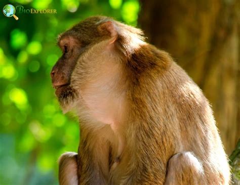 Assam Macaque Characteristics | Macaca assamensis Facts