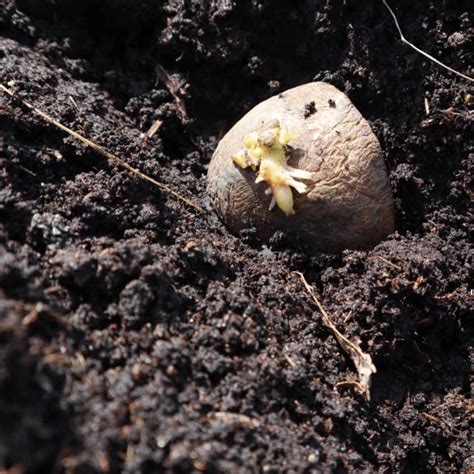 How to Plant Seed Potatoes - An Easy Growing Guide - 1898 Mama