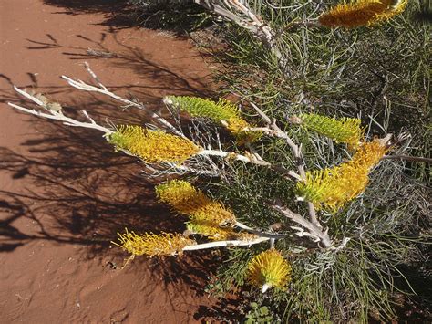 Where in the World are Robert and Cherryl?: Yulara and Uluru