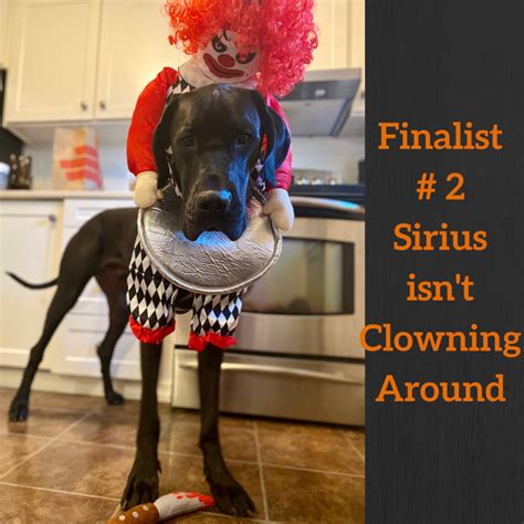 Dog Costume Contest - Sit Happens Dog Training