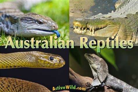 Australian Reptiles List, Pictures & Facts: Amazing Reptiles Of Australia