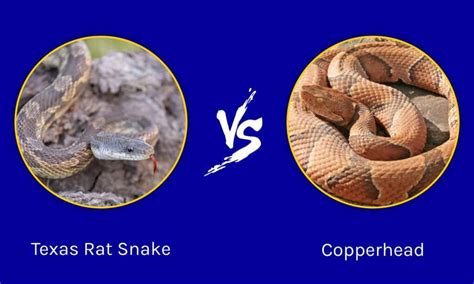 Texas Rat Snake vs Copperhead: How are they Different? - IMP WORLD