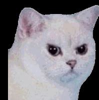 Angry Cat Meme Face