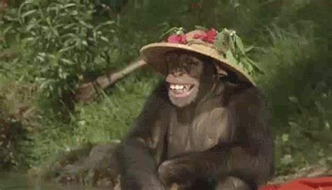 Monkey GIFs - Cute, Funny, Dancing Monkeys on GIF Animations