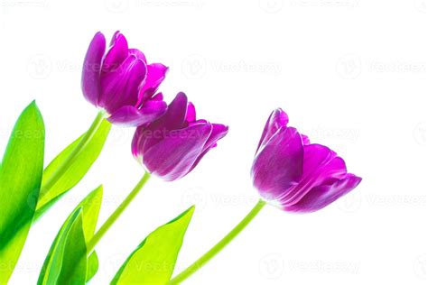 spring flowers tulips 9890491 Stock Photo at Vecteezy