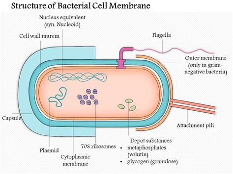 Bacteria Structure