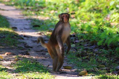 Assam Macaque (Macaca assamensis) Facts - Primates Park