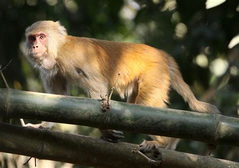 Macaca assamensis Assam Macaque — Coke Smith Wildlife