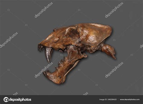 Skull Scimitar Cat Homotherium Serum Saber Toothed Cat Disappeared 000 — Stock Photo ...