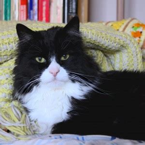 Black and White Tuxedo Cat Closeup – Photos Public Domain