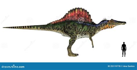 Spinosaurus Size Comparison Stock Illustration - Image: 25119778