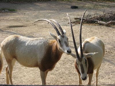 Oryx - Scimitar-Horned Oryx Info - Photo 1