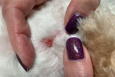 Grooming a Dog with Warts | TLC Dog Grooming