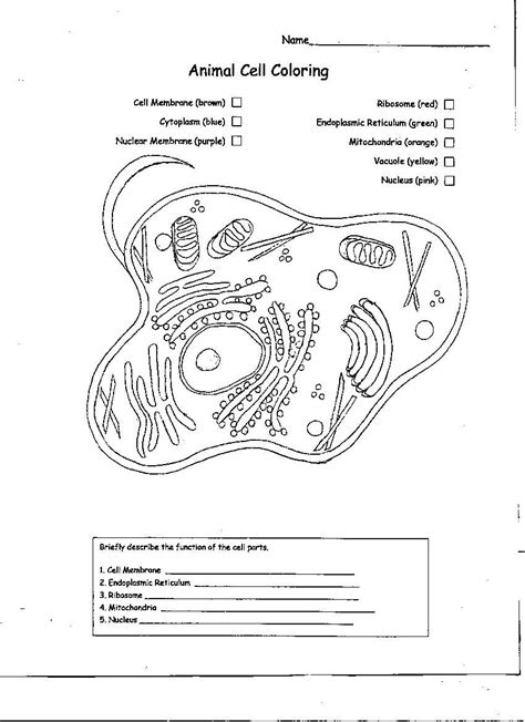 Animal Cell Coloring Pages A Fun And Educational Way To Learn About