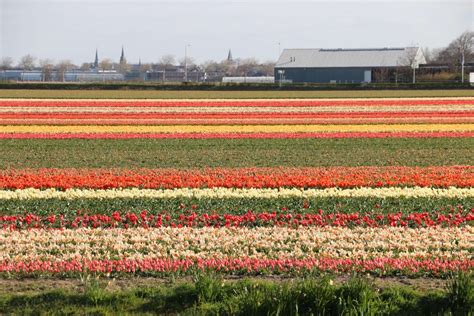 Tulip Festival Holland - Dutch Countryside