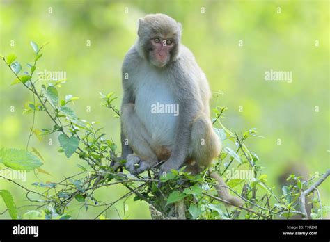 Assam Macaque (Macaca assamensis) in Kaziranga National Park, Assam, India Stock Photo - Alamy