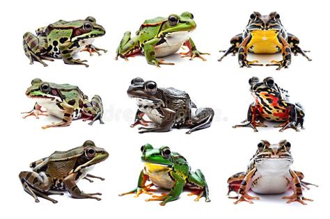 Realistic Illustration of Different Frog Species in Various Poses, Showcasing Vibrant Colors ...