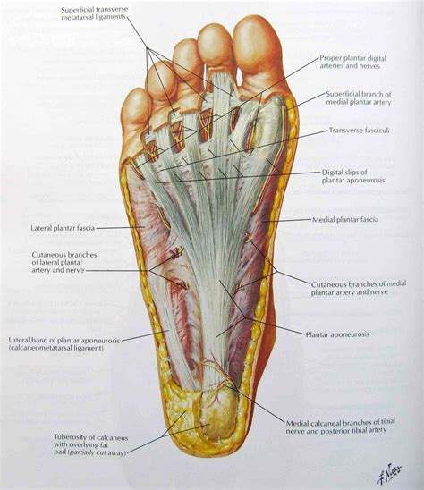 Running Foot Pain Diagram Foot Pain Chart