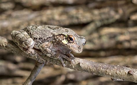 Gray Tree Frog can change colors to blend in with its surroundings – Nature Blog Network