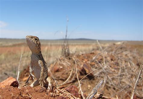 Protecting Australia's reptiles and amphibians with global impact