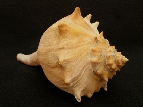 Knobbed Whelk Shell 8-5/8" Busycon Carica Atlantic Coast | eBay | Coast, Atlantic, Palm beach county