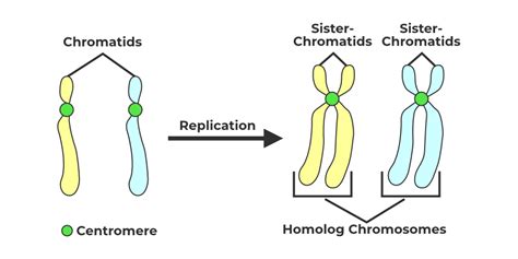 Chromatid-Structure, Types, Characteristics, & FAQs