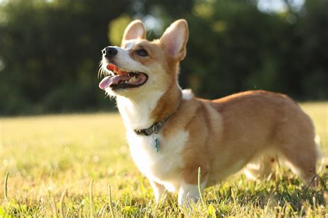 Pembroke Welsh Corgi - Puppies, Rescue, Pictures, Information, Temperament, Characteristics ...