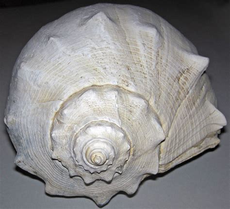 Busycon carica fossil knobbed whelk snail shell (Pleistocene; Lee Creek Mine, Aurora, North ...