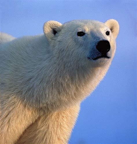 38+ Polar Bear Hair - IlhamWillow