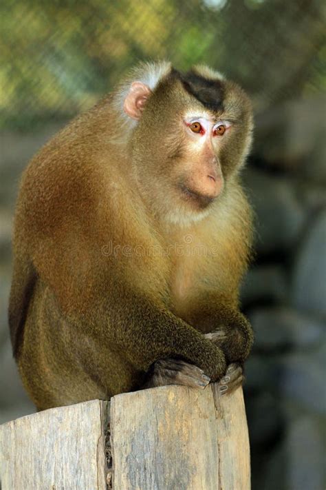 Assam Macaque stock photo. Image of macaque, park, aggression - 16944570