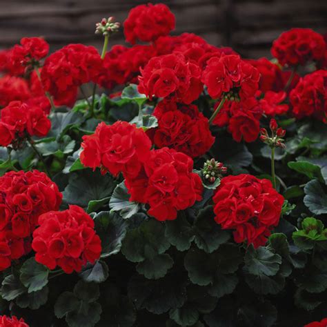 Geranium Best Red | Suttons