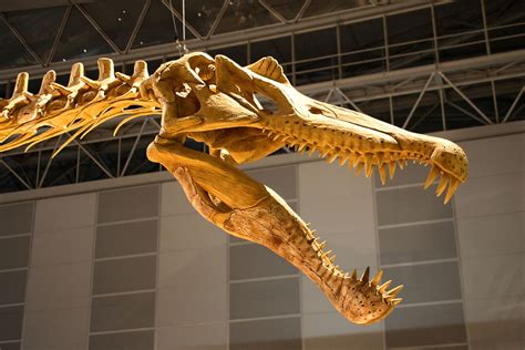 File:Spinosaurus skull.jpg - Wikipedia