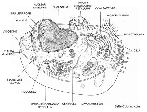 Animal Cell Diagram Coloring Pages Free Printable Coloring Pages