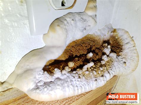 What Is Brown Mold & What Causes It? | Is Brown Mold Safe? (2022)