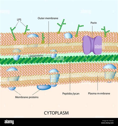 Bacterial Cell Wall Structure