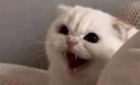 Angry Cat Triggered GIF - Angry Cat Triggered Ahhh - Discover & Share GIFs Grumpy Cat Gif, Angry ...